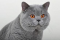 V Luhu byla nalezena kočka plemene britská modrá 1